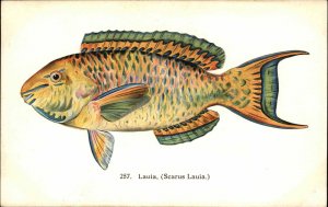 Fishes of Hawaii Waikiki Aquarium Lauia Tropical Fish c1910 Vintage Postcard