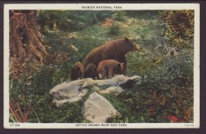 Brown Bear and Cubs,Rainier National Park Postcard