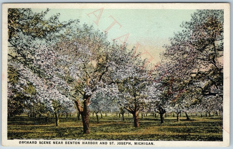 c1910s Benton Harbor / St. Joseph, Mich Orchard Trees Spring Bloom Bradford A200