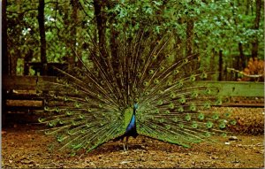 Birds Peacock Bassett Wild Animal Fram Cape Cod Massachusetts