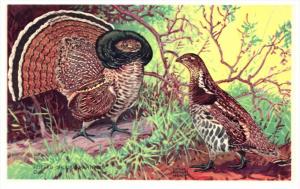 Ruffed Grouse  Partridge     America's Wildlife Resorces Wildlife ...