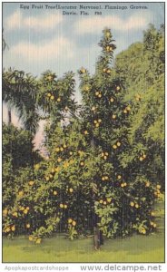 Florida Davie Egg Fruit Tree Flamingo Groves