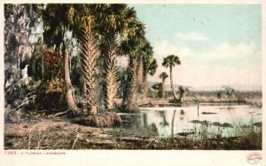 Vintage Postcard Landscape Old Palm Trees Lake Forest Nature View Florida Beauty