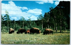 Postcard - Buffalo Herd