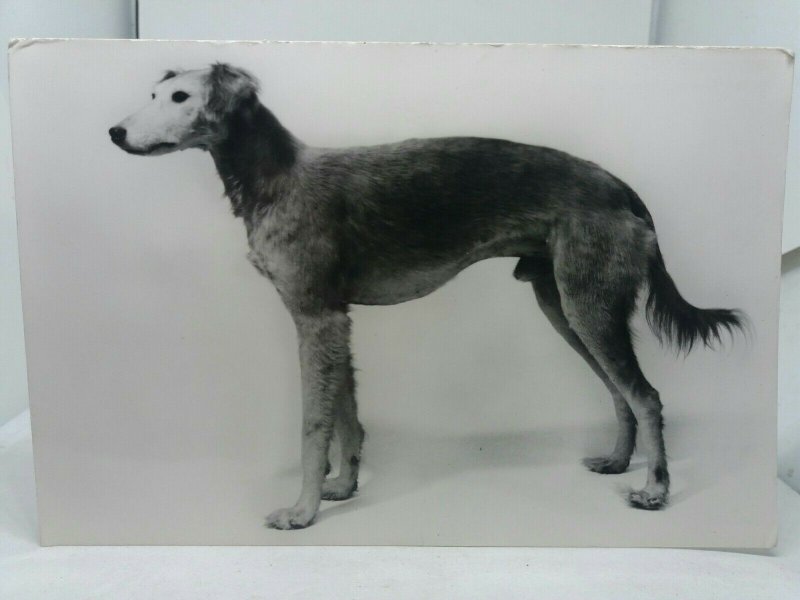 Vintage Postcard Early Import Saluki Dog Luman Imported from Egypt c1897