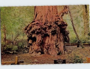 Postcard Animal Tree Big Basin Redwoods State Park Big Basin California USA