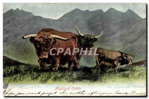 Postcard Old Cow Cows Highland cattle