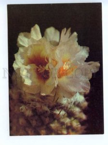 419462 USSR 1989 year flowering cacti postal postcard POSTAL stationery