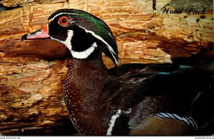 Birds The Wood Duck