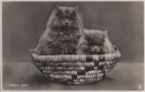 Newly Wed Cats Vintage Real Photo Cat Marriage Postcard
