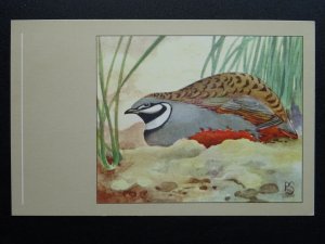 Bird Theme CHINESE PAINTED QUAIL c1950s Postcard by P. Sluis Series 4 No.48