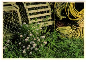 Lobster Trap Still Life,  Maine