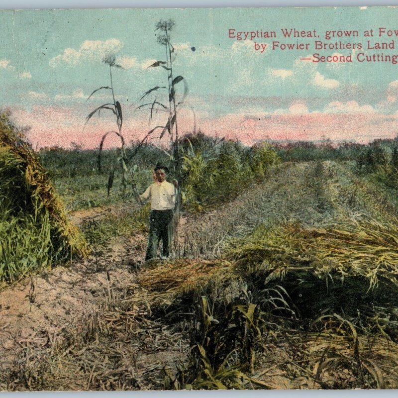 c1910s Fowlerton, TX Egyptian Wheat Fowler Brothers Land Co Frio Valley A189