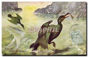 Postcard Old Shag Cormorant Green gold