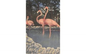Flamingos in Tropical Florida, USA  