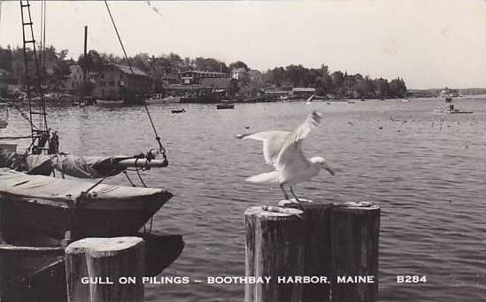 Maine Boothbay Harbor Gull On Pilings Real Photo RPPC