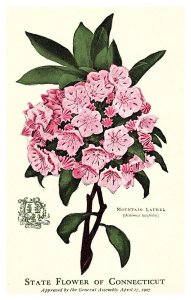 Connecticut  State Flowe, Mountain Laurel