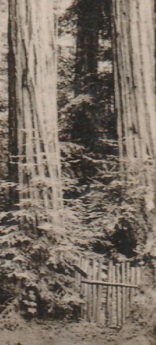 RPPC Redwoods at Big Tree Inn - La Honda Canyon CA, California - pm 1928