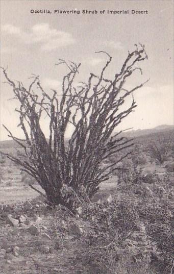 California Ocotilla Flowering Shrub Of Imperial Desert  Albertype