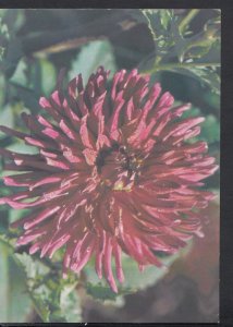 Cuban Flowers Postcard - Close Up View of a Beautiful Flower  RR1684