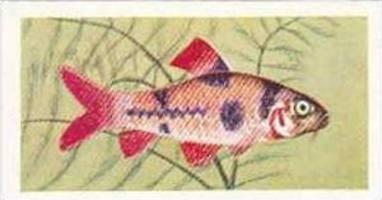 Mitchum Foods Vintage Trade Card Aquarium Fish 1957 2nd Series No 43 Clown Barb