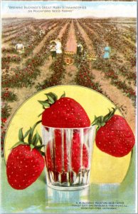 Postcard advert IL Rockford - Growing Buckbee's Great Ruby Strawberries in glass