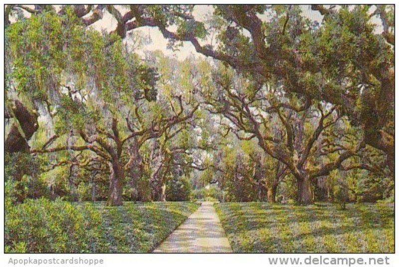 South Carolina Myrtle Gardens Live Oak Walk Brookgreen Gardens