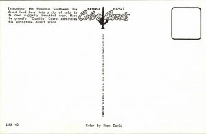 Southwest Desert Land Color Ocotillo Cactus VTG Postcard UNP Unused Vintage 