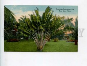 3172184 GREETINGS from JAMAICA Travelers Palm Vintage postcard