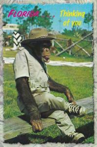 Florida Chimpanzee Relaxing In Florida Waiting To Hear From You