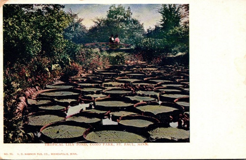 Minnesota St Paul Como Park Tropical Lily Pond