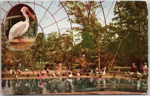 New York, Zoological Park, Interior of Flying Cage, Flamingo, Vintage Postcard