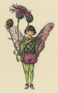 Greater Knapweed Flower Fairy Old Book Stunning Postcard