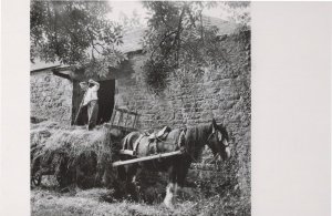 Newton Ferrers Farming in 1950s Pitching Hay Award Photo Postcard