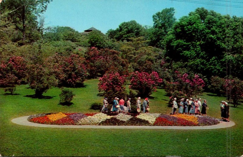 New York Rochester Lilac Festival Pansy Bed