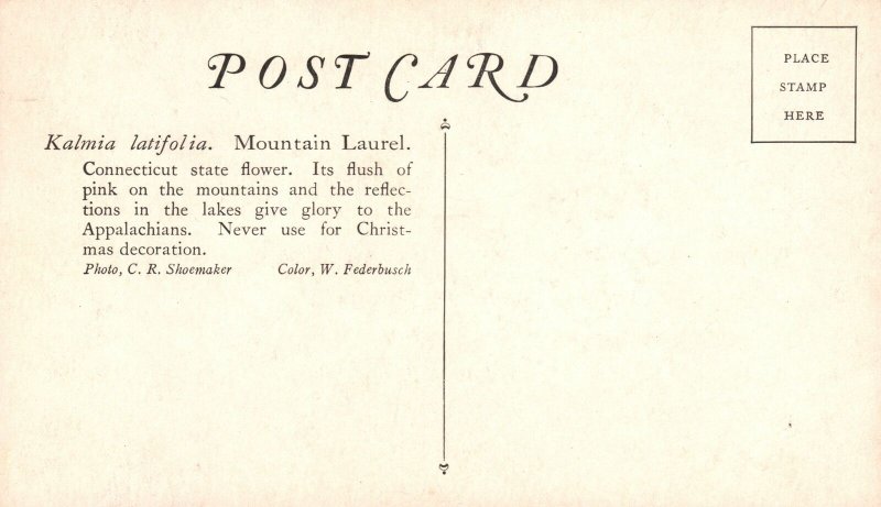 Vintage Postcard 1910s Kalmia Latifolia Mountain Laurel Connecticut State Flower 