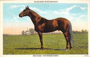 Man O' War The Wonder Horse View Images 