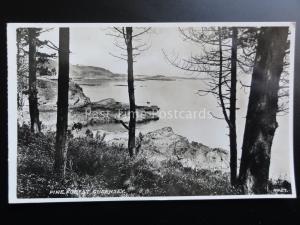 Guernsey: Pine Forest - Old RP Postcard c1952 Pub by The Guernsey Press Co Ltd