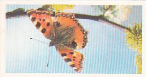 Brooke Bond Vintage Trade Card Woodland Wildlife 1980 No 40 Small Tortoiseshell