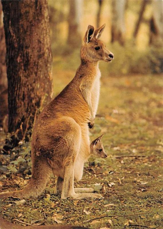 Kangaroo - Sydney, Australia