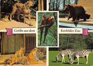 B98676 parrot bear ours zebra  lion tiger krefelder zoo germany animals animaux