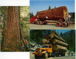 (3 cards) Logging Forestry Industry in Oregon and Washington