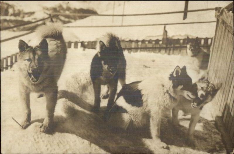 Husky Sled Dogs Polarhunde der Jungfraubahn Switzerland c1915 RPPC jrf