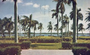 Vintage Postcard 1949 Sunny Days Scenes Coconut Palms Miami Beach Florida Fla.