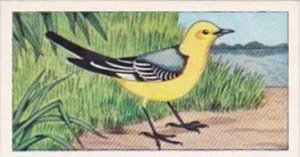 Glengettie Tea Trade Card Rare British Birds No 11 Citrine Wagtail