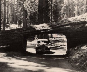 RPPC Tunnel Tree Sequoia Car Drive Thru Redwood Big Tree Highway Postcard 