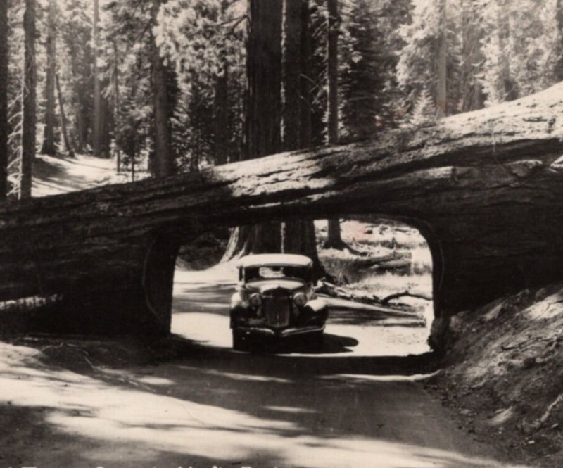 RPPC Tunnel Tree Sequoia Car Drive Thru Redwood Big Tree Highway Postcard 