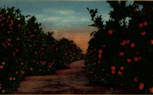 1940s SOUTHERN CALIFORNIA ORANGE GROVE LINEN POSTCARD 26-172