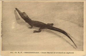 PC BRAZZAVILLE JEUNE GAVIAL CAPTIVITE FRENCH CONGO (A22862)