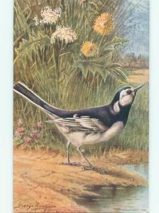 foreign Old Postcard signed BEAUTIFUL BLACK-AND-WHITE BIRD AC2414